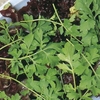 Cress Seeds - Greek (large Packet)