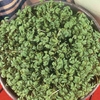 Cress Seeds - Polycress
