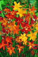 Crocosmia Mix - Corms