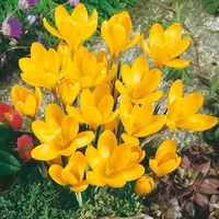 Crocus Golden Yellow - Crocus Bulbs (corms)