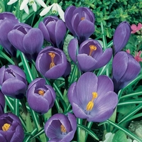 Crocus Grand Maitre - Crocus Bulbs (corms)