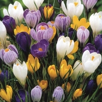 Crocus Large Flowering Mixed Collection - Crocus Bulbs (corms)
