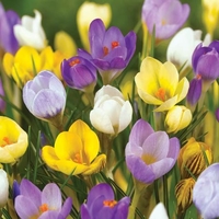 Crocus Mixed Species Collection - Crocus Bulbs (corms)