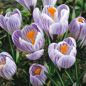 Crocus Pickwick - Crocus Bulbs (corms)