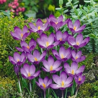 Crocus 