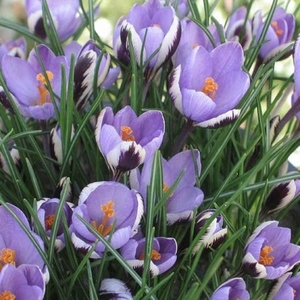 Crocus Spring Beauty - Crocus Bulbs (corms)