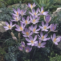 Crocus Tommasinianus - Crocus Bulbs (corms)