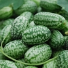 Cucamelon Seeds - Mexican Gherkin
