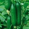 Cucumber Anbar - Plants