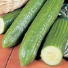 Cucumber Burpless Tasty Green - Plants