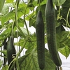 Cucumber Euphya - Plants
