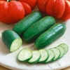 Cucumber Mini Munch- Plants X 3