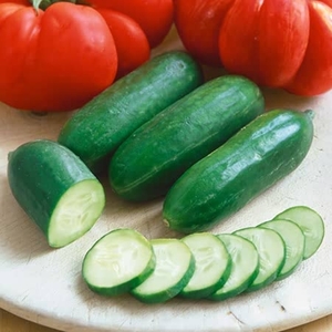Cucumber Mini Munch- Plants X 3