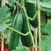 Cucumber Passandra (may Despatch) - Grafted Plants