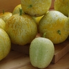 Cucumber Plants - Lemon X3