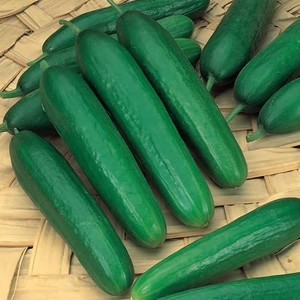 Cucumber Seeds - Bangkok F1 Hybrid