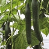 Cucumber Seeds - Euphya F1 Hybrid