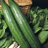 Cucumber Seeds - Long Crop F1 Hybrid