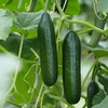 Cucumber Seeds - Mini Muncher F1 Hybrid
