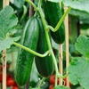 Cucumber Seeds - Passandra F1 Hybrid