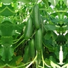 Cucumber Seeds - Sherpa F1 Hybrid