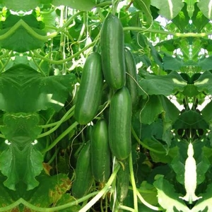 Cucumber Seeds - Sherpa F1 Hybrid