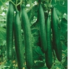 Cucumber Seeds - Telegraph Improved