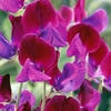 Cupani - Sweet Pea Seeds