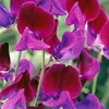 Cupani - Sweet Pea Seeds