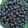 Currant Bush Duo Pack
