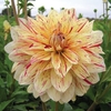 Cut Flower Dahlia-timeless Tuber X 1
