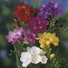 Cut Flower Double Freesia Bulb Mix