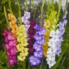 Cut Flower Gladioli Mix
