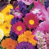 Cutflower Unwins Special Mix
