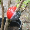 Cuttings Globe