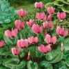 Cyclamen Hederifolium - Ivy-leaved Cyclamen Bulbs