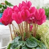 Cyclamen 