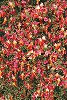 Cytisus Goldfinch Shrub