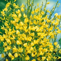 Cytisus X Praecox "allgold" Shrub