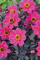 Dahlia - Dark Leaved Collection X15 Buy 2 Get 1 Free
