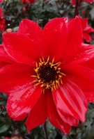 Dahlia Bishop Collection -tubers