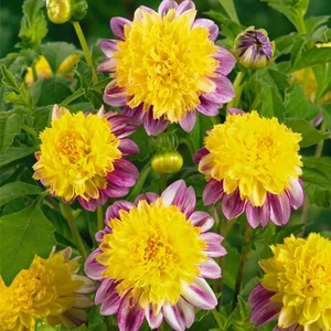Dahlia Boogie Woogie - Tuber