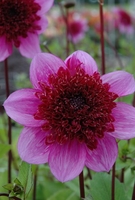 Dahlia Choice Collection -tubers