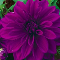 Dahlia Collection- 5x Tubers