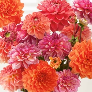 Dahlia Cut Flower Collection - Tuber