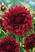 Dahlia Dark Collection - Tubers