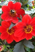 Dahlia Dark Leaved Happy Red - Plants