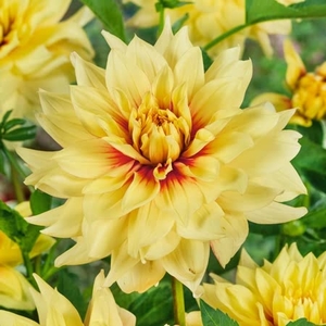 Dahlia Dazzling Sun - Tuber