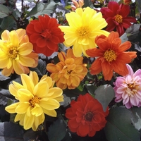 Dahlia Diablo Mixed Plants
