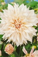 Dahlia Dinner Plate Collection-tubers